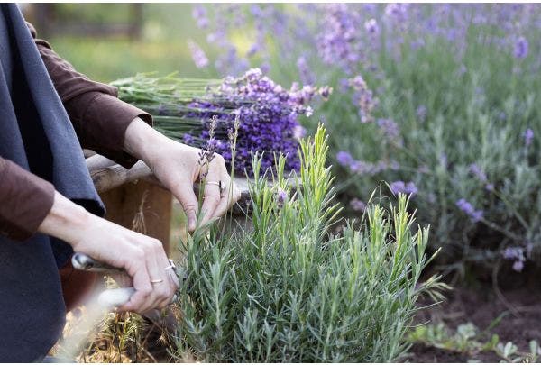 Lavendel schneiden