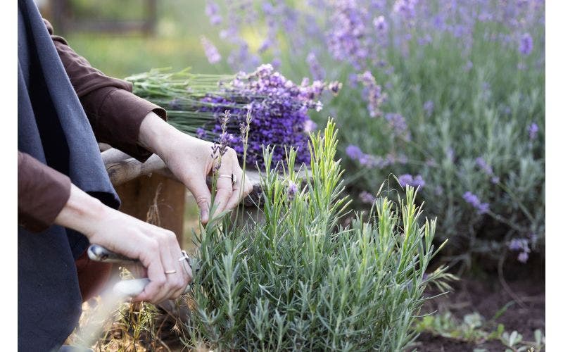Lavendel schneiden