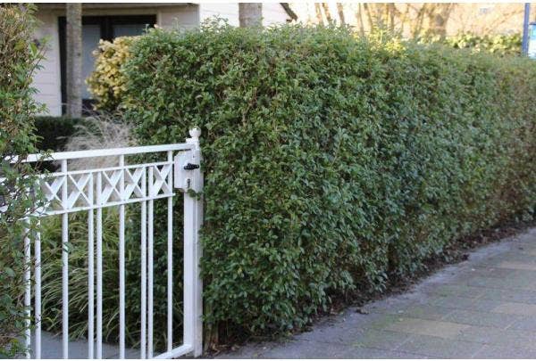 Liguster Pflanzen und Pflege