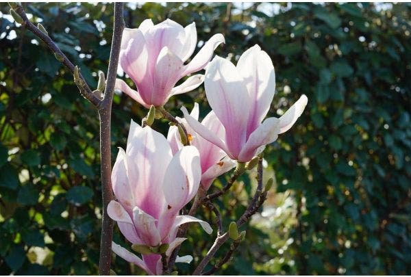 Maart magnolia