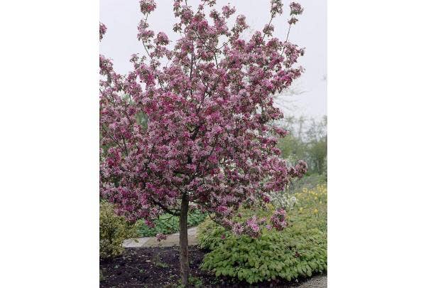 Bäume kleiner Garten
