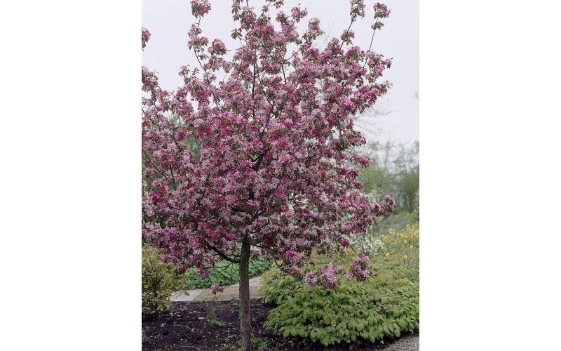 Bäume kleiner Garten