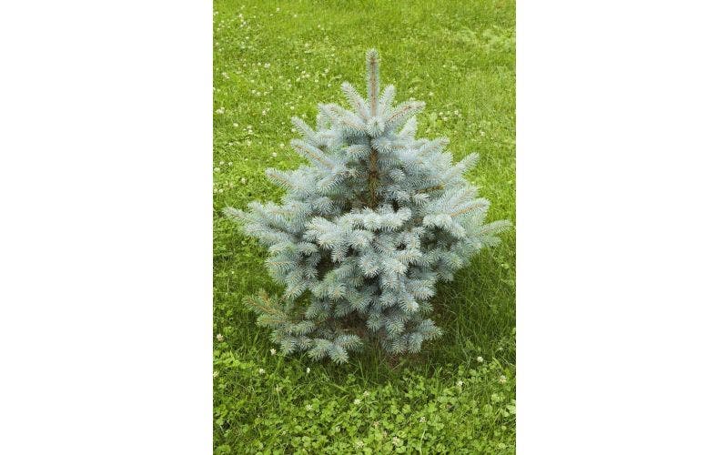 Weihnachtsbaum