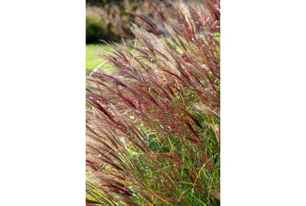 Miscanthus-Sorten