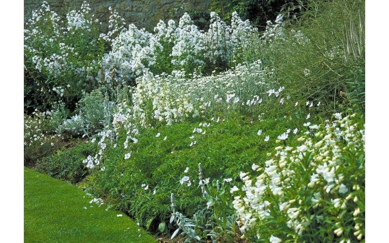 weiße Blumen