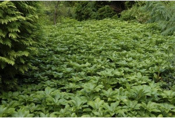 Immergrüne Bodendecker wählen