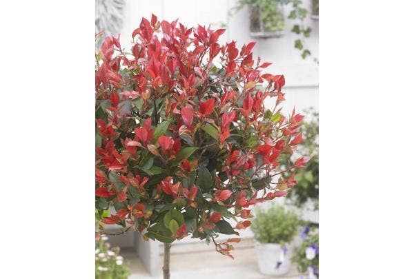 Photinia schneiden