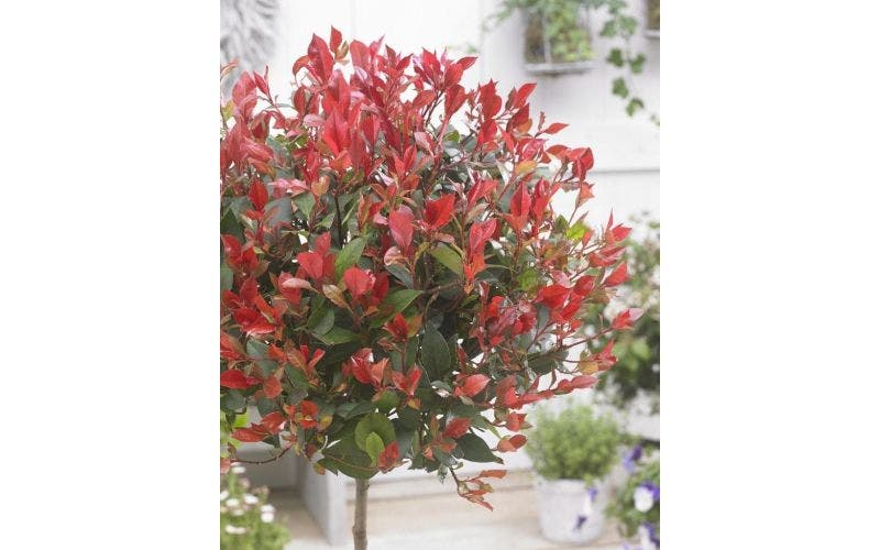 Photinia schneiden