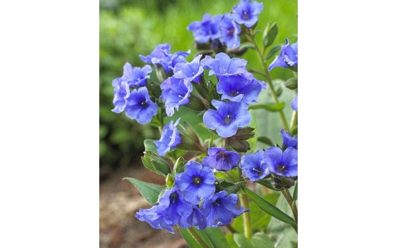Lungenkraut (Pulmonaria)