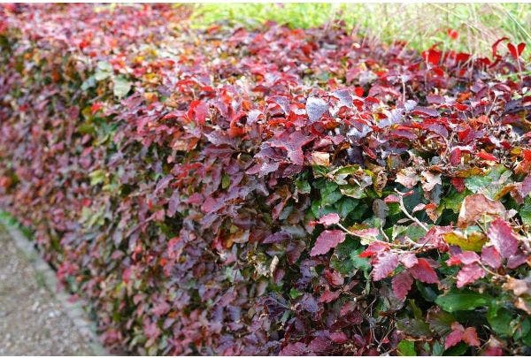 Buchenhecke (Fagus sylvatica) pflanzen
