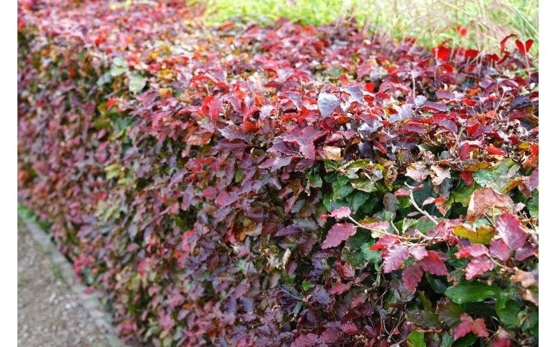 Buchenhecke (Fagus sylvatica) pflanzen