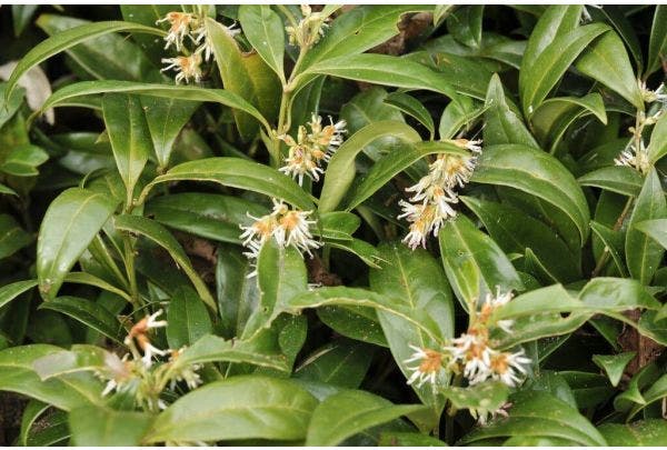 Süße Buchsbaum - Sarcococca