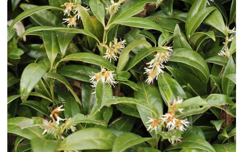 Süße Buchsbaum - Sarcococca