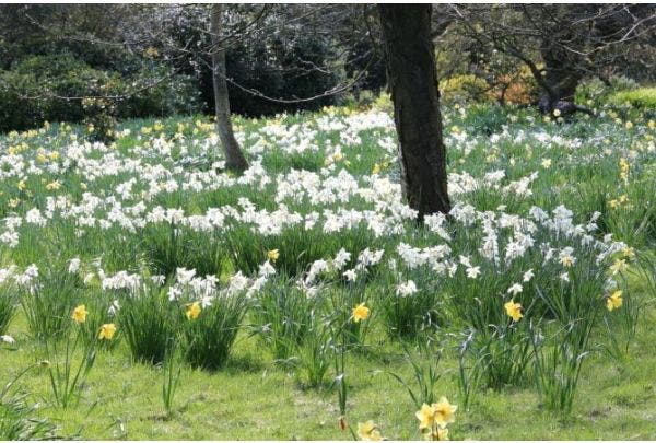 Verwilderungszwiebeln - Was sind sie und welche Arten gibt es