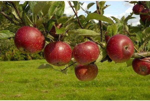 Apfelbaum schneiden