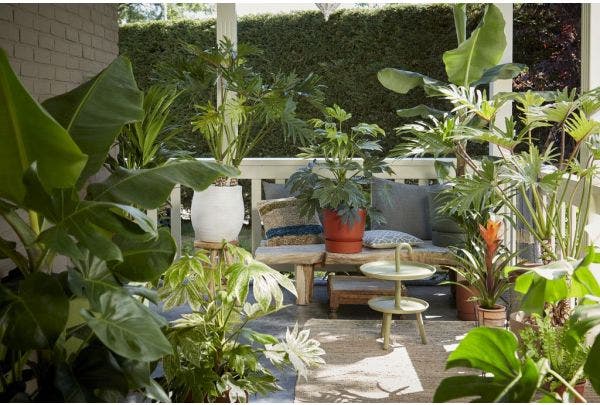 Zimmerpflanzen_Gartenpflanzen