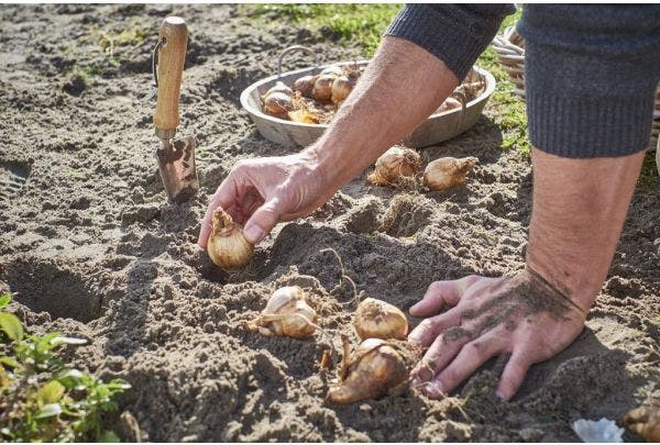 Blumenzwiebeln pflanzen