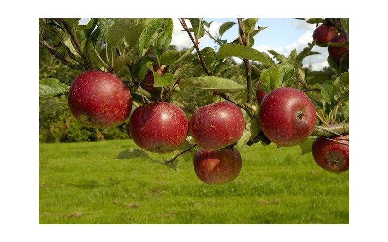 Apfelbaum schneiden