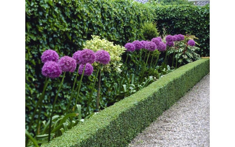 Schmale Hecke