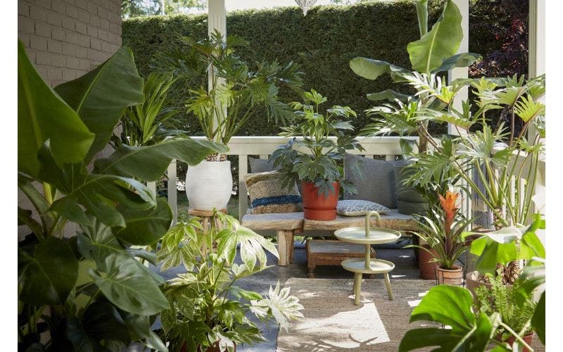Zimmerpflanzen_Gartenpflanzen