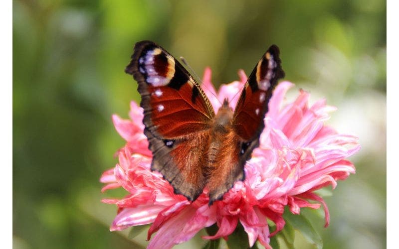 Schmetterlinge im Garten