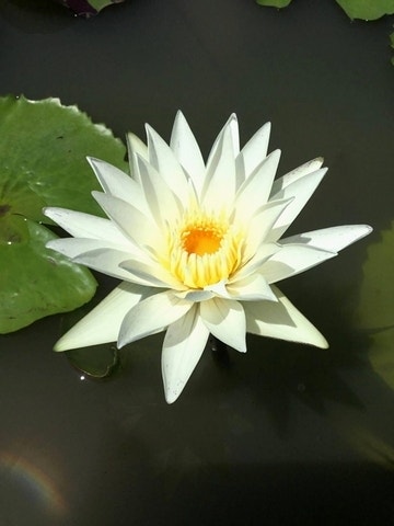 Seerose Seerose