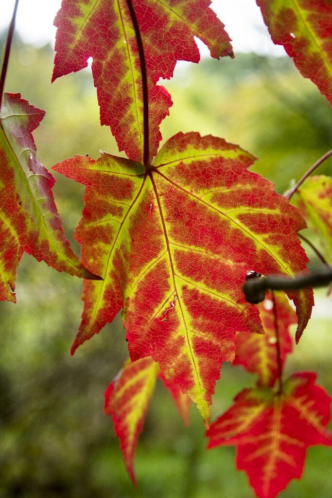 Rote Ahorn Rote Ahorn