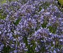 Blau blühende Stauden Blau blühende Stauden