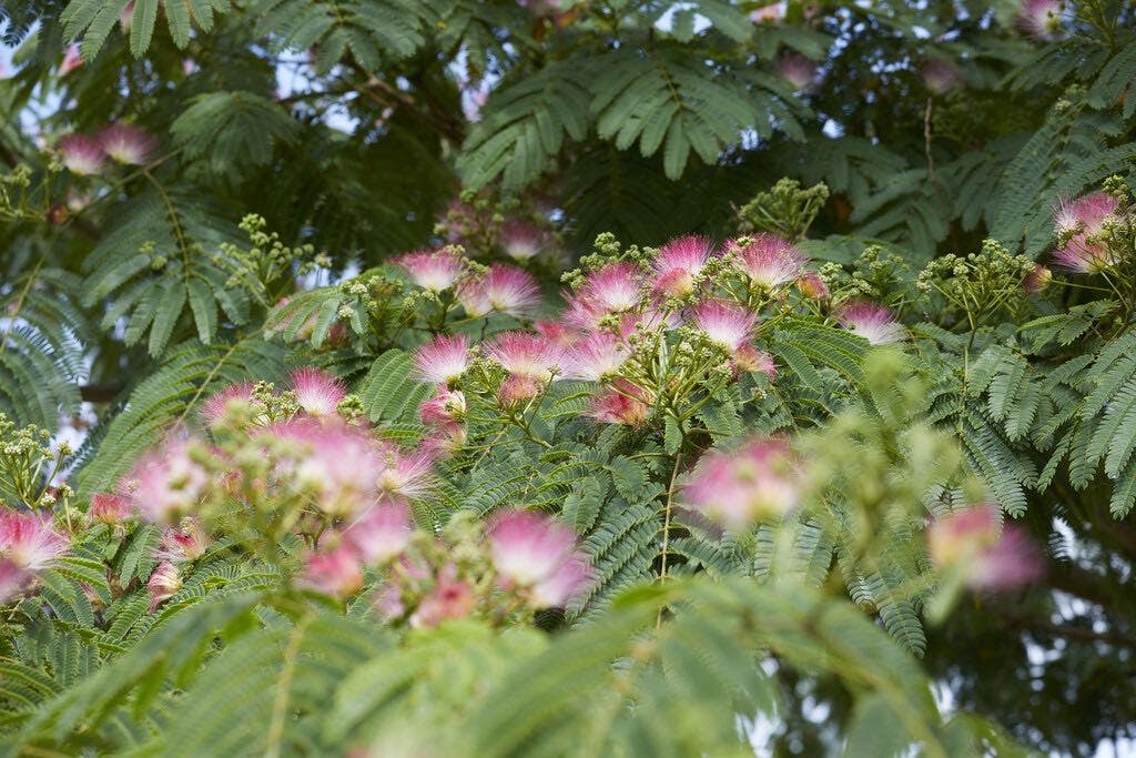 Albizia
