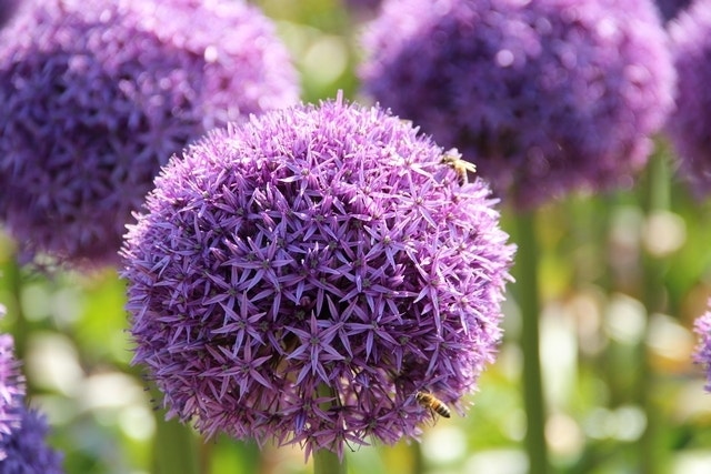 Allium