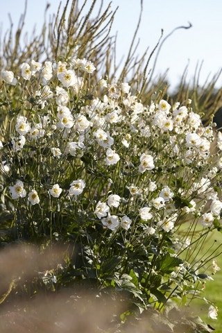 Weisse Blumen Weisse Blumen