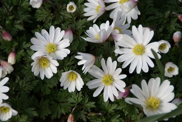 Anemonen-Zwiebeln