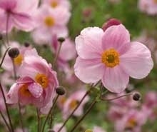 Anemone