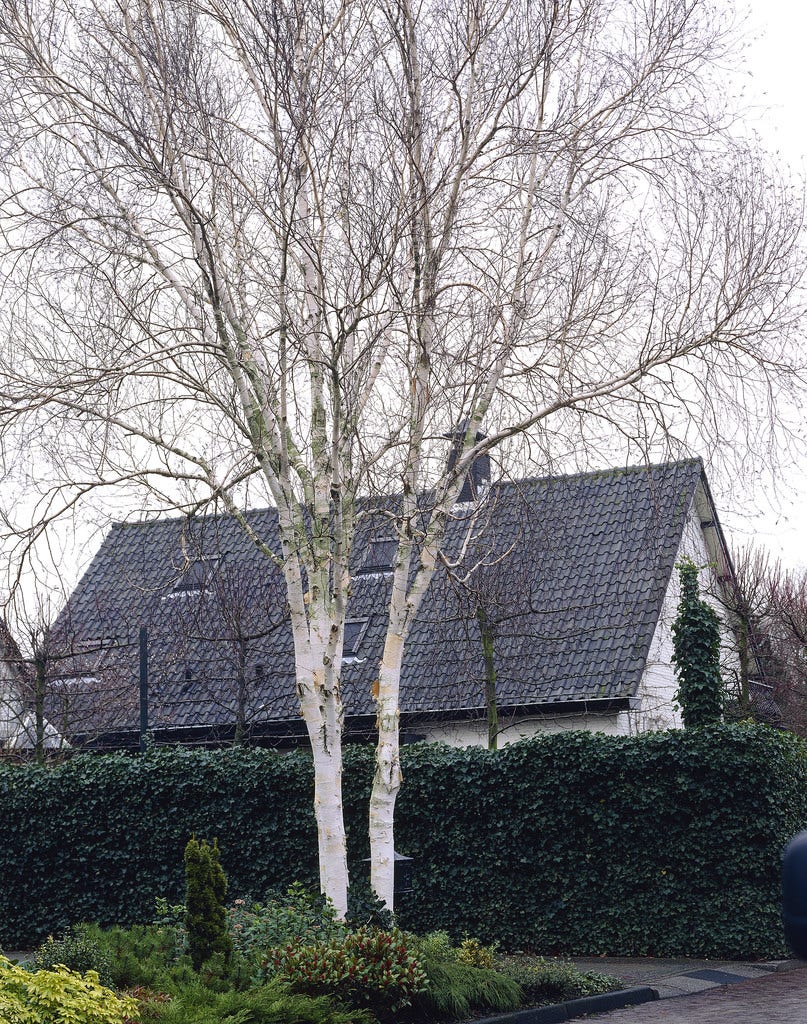 Birke
