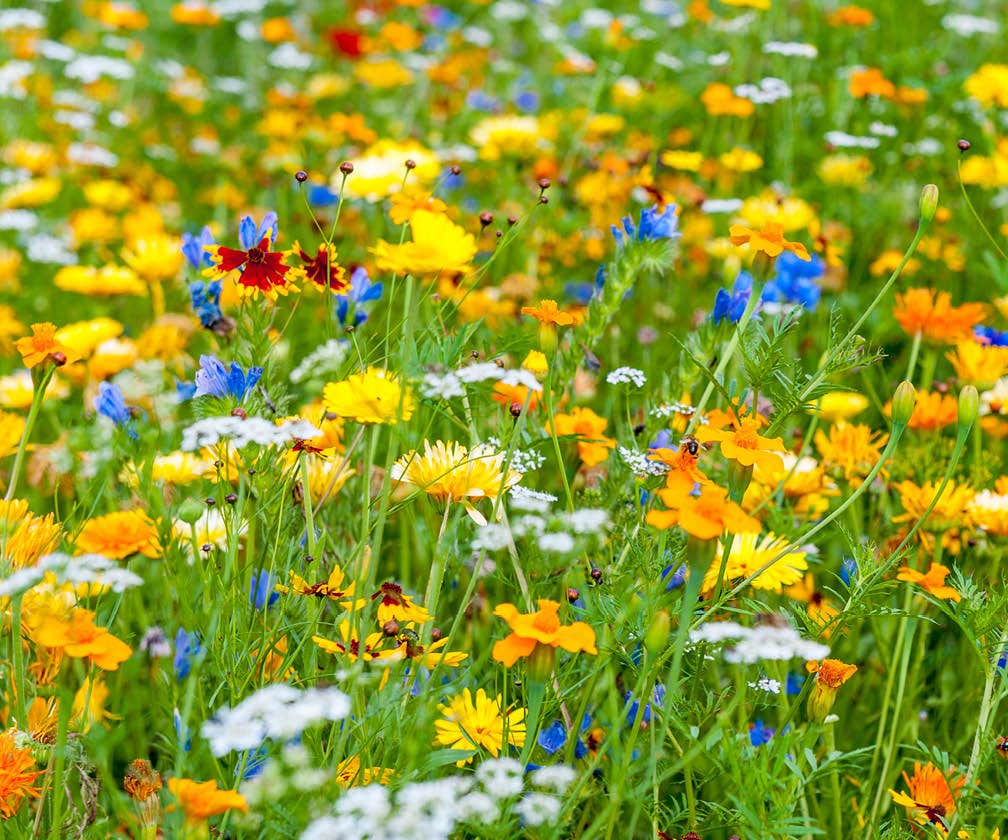 Blumenmischungen
