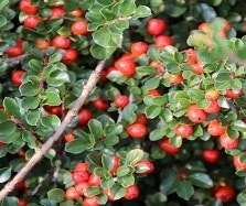 Cotoneaster