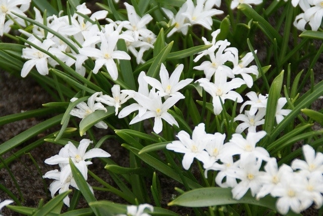 Sommerblühende Blumenzwiebeln