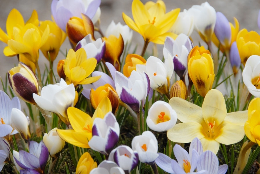 Krokusse