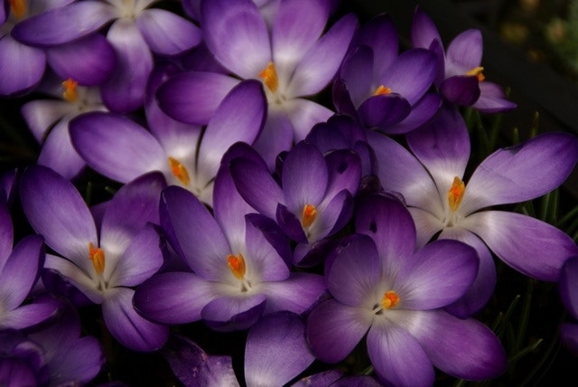 Herbstblühende Blumenzwiebeln