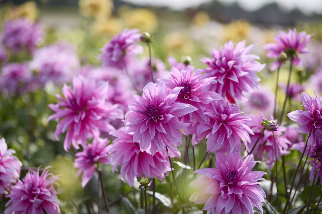 Sommerblühende Blumenzwiebeln