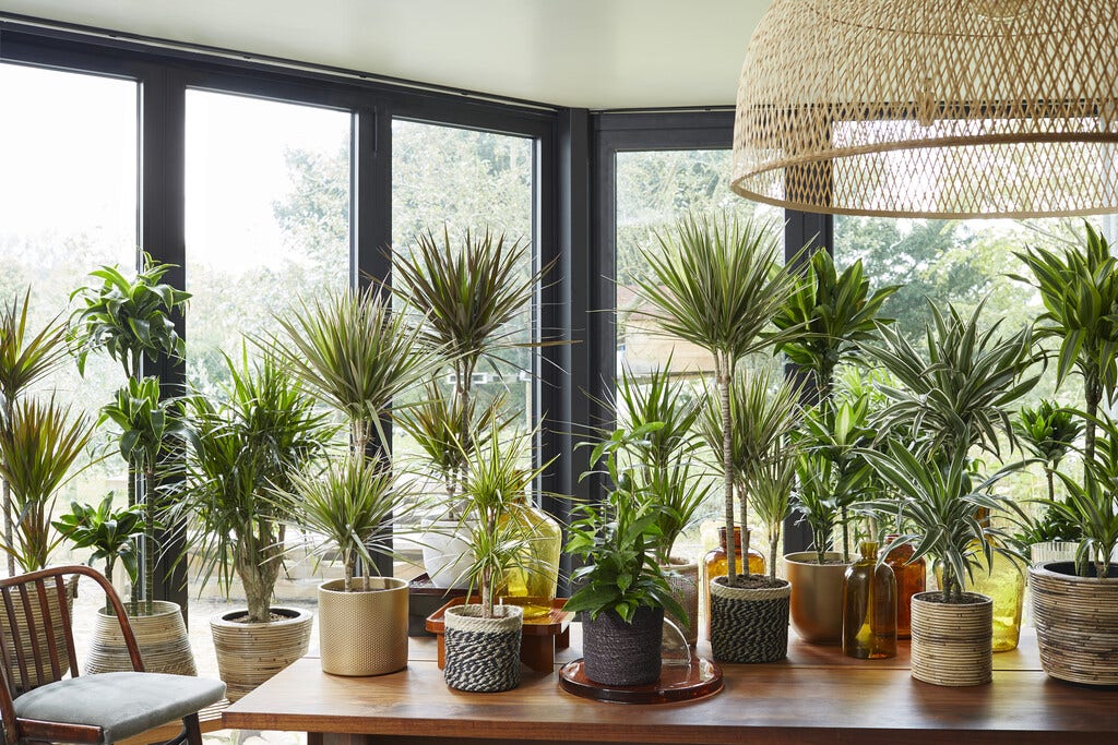 Dracaena Dracaena