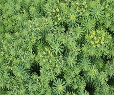 Euphorbia Euphorbia