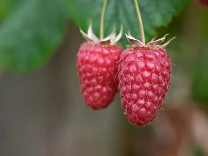 Obst und Beerenobst