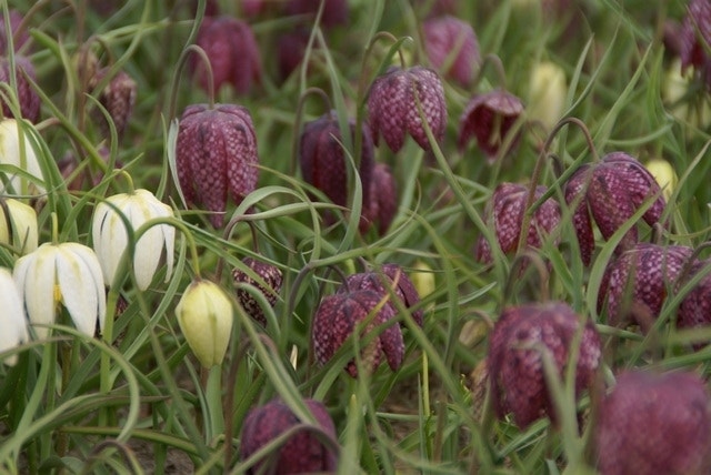 Frühblühende Blumenzwiebeln