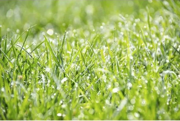 Grassamen
