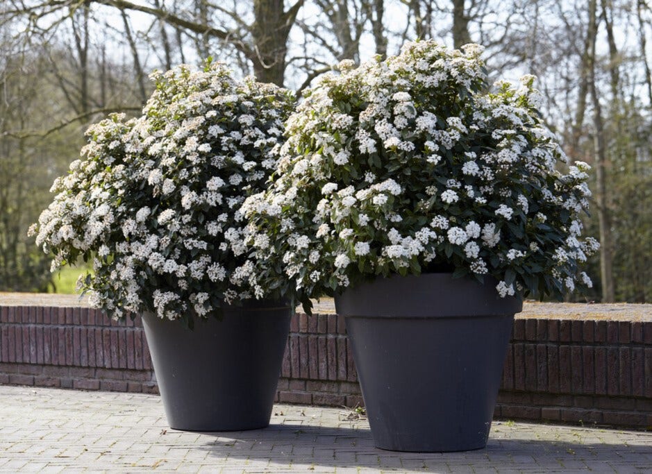 Viburnum tinus Viburnum tinus