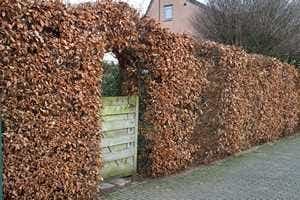 Heckenpflanzen