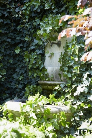 Kletterpflanzen Schatten Kletterpflanzen Schatten