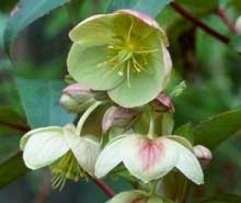 Helleborus