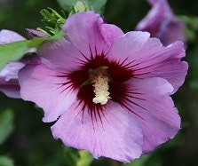 Hibiscus